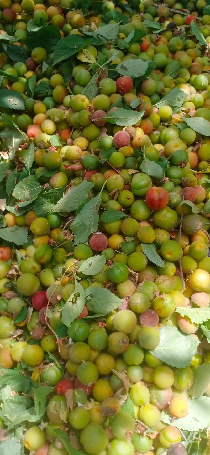 榆叶梅黄叶的原因和处理办法？榆叶梅叶子黄是什么原因？-第5张图片-优品飞百科