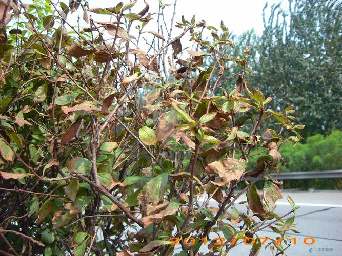 榆叶梅黄叶的原因和处理办法？榆叶梅叶子黄是什么原因？-第6张图片-优品飞百科