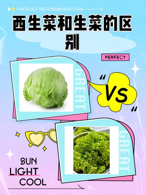 西生菜和生菜的区别，西生菜和生菜哪个好吃？-第2张图片-优品飞百科