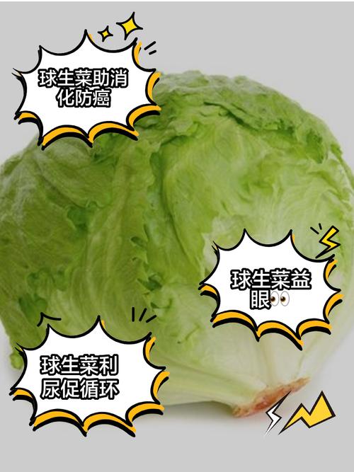 西生菜和生菜的区别，西生菜和生菜哪个好吃？-第4张图片-优品飞百科
