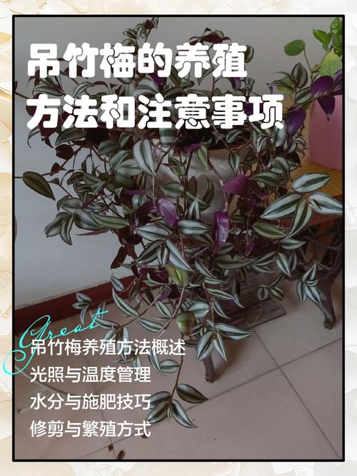 吊竹梅叶子变绿了怎么办，吊竹梅叶子变绿了怎么办呢