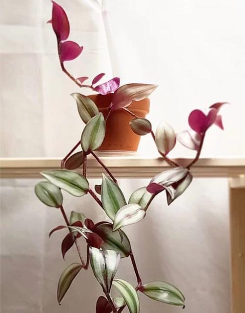 吊竹梅叶子变绿了怎么办，吊竹梅叶子变绿了怎么办呢-第2张图片-优品飞百科