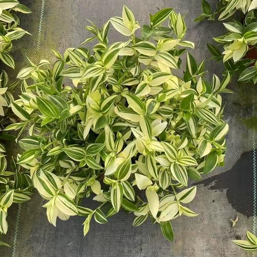 吊竹梅叶子变绿了怎么办，吊竹梅叶子变绿了怎么办呢-第3张图片-优品飞百科