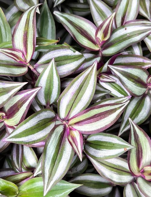 吊竹梅叶子变绿了怎么办，吊竹梅叶子变绿了怎么办呢-第4张图片-优品飞百科