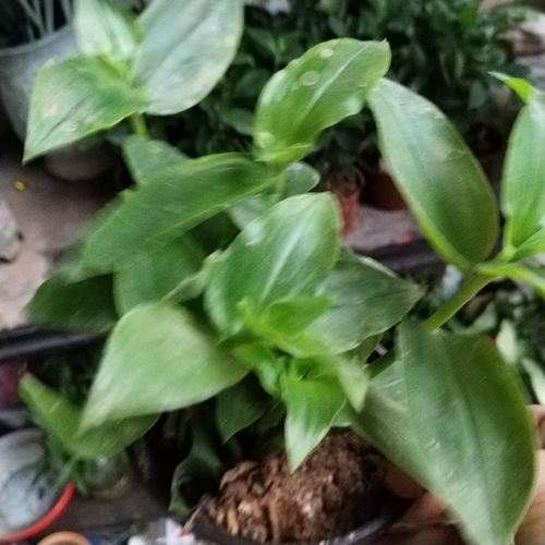 吊竹梅叶子变绿了怎么办，吊竹梅叶子变绿了怎么办呢-第5张图片-优品飞百科