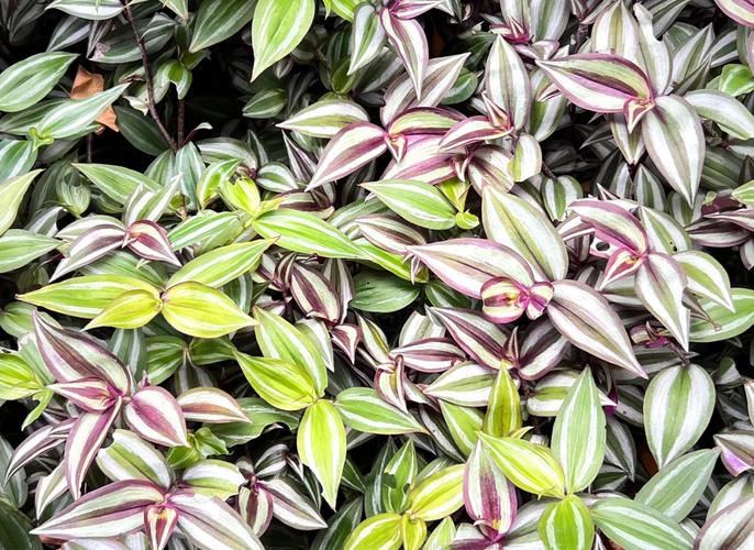 吊竹梅叶子变绿了怎么办，吊竹梅叶子变绿了怎么办呢-第6张图片-优品飞百科