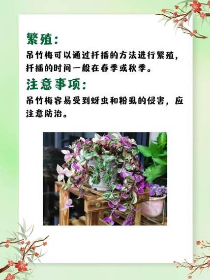 吊竹梅叶子变绿了怎么办，吊竹梅叶子变绿了怎么办呢-第7张图片-优品飞百科