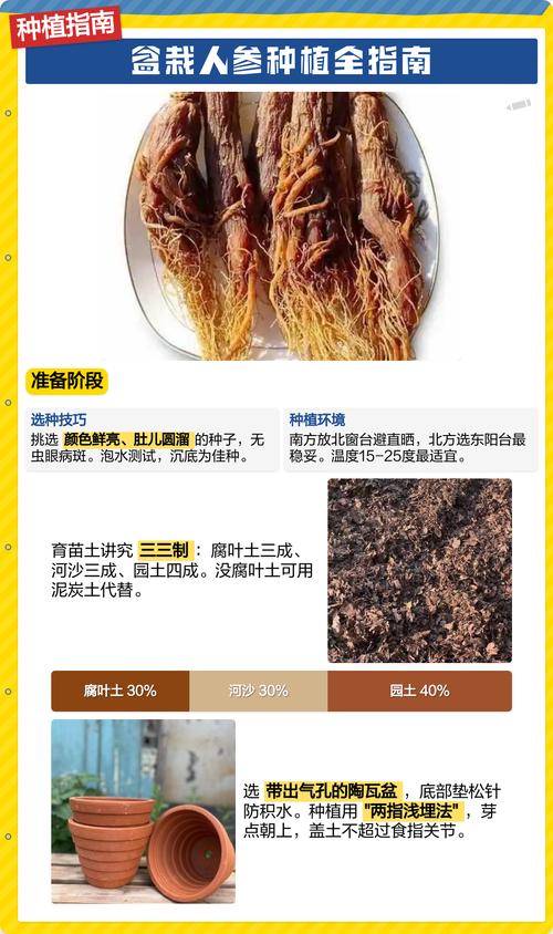 人参种子什么时候种？人参种子多少钱一斤1？