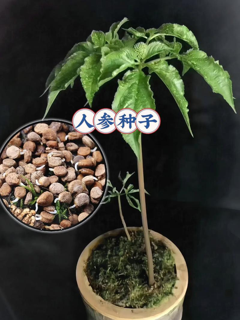 人参种子什么时候种?人参种子多少钱一斤1?-第3张图片-优品飞百科 人参种子什么时候种?人参种子多少钱一斤1?-第3张图片-优品飞百科