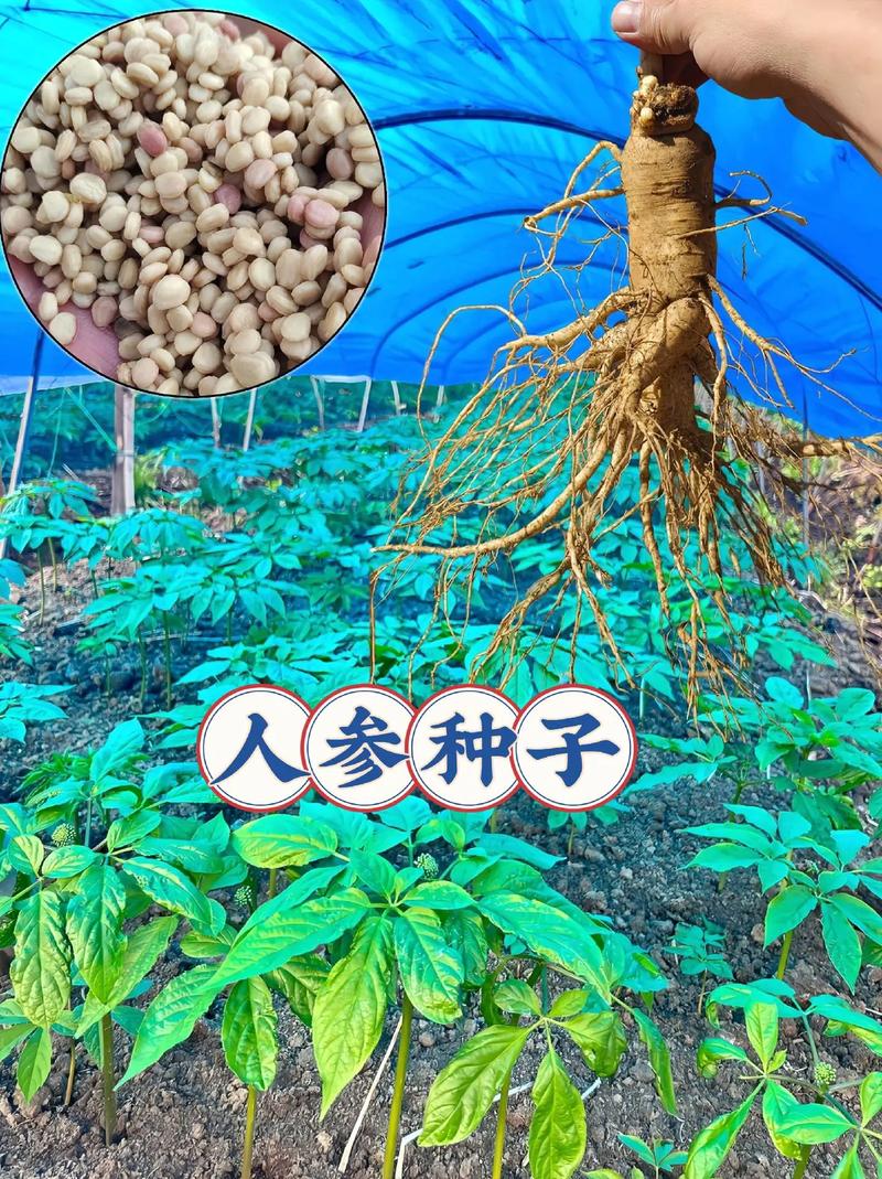 人参种子什么时候种?人参种子多少钱一斤1?-第4张图片-优品飞百科 人参种子什么时候种?人参种子多少钱一斤1?-第4张图片-优品飞百科