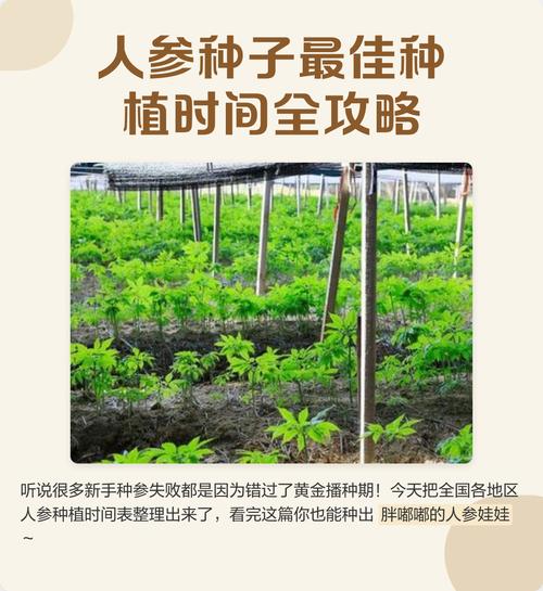 人参种子什么时候种?人参种子多少钱一斤1?-第5张图片-优品飞百科 人参种子什么时候种?人参种子多少钱一斤1?-第5张图片-优品飞百科