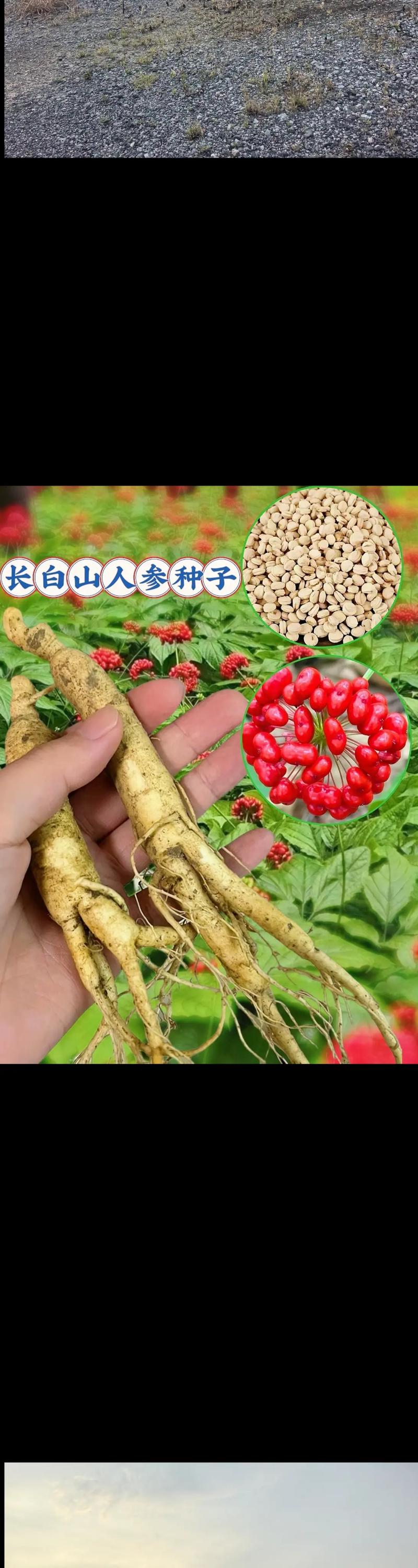 人参种子什么时候种?人参种子多少钱一斤1?-第6张图片-优品飞百科 人参种子什么时候种?人参种子多少钱一斤1?-第6张图片-优品飞百科