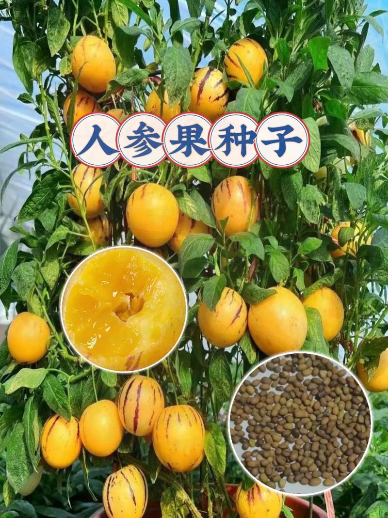 人参种子什么时候种?人参种子多少钱一斤1?-第7张图片-优品飞百科 人参种子什么时候种?人参种子多少钱一斤1?-第7张图片-优品飞百科