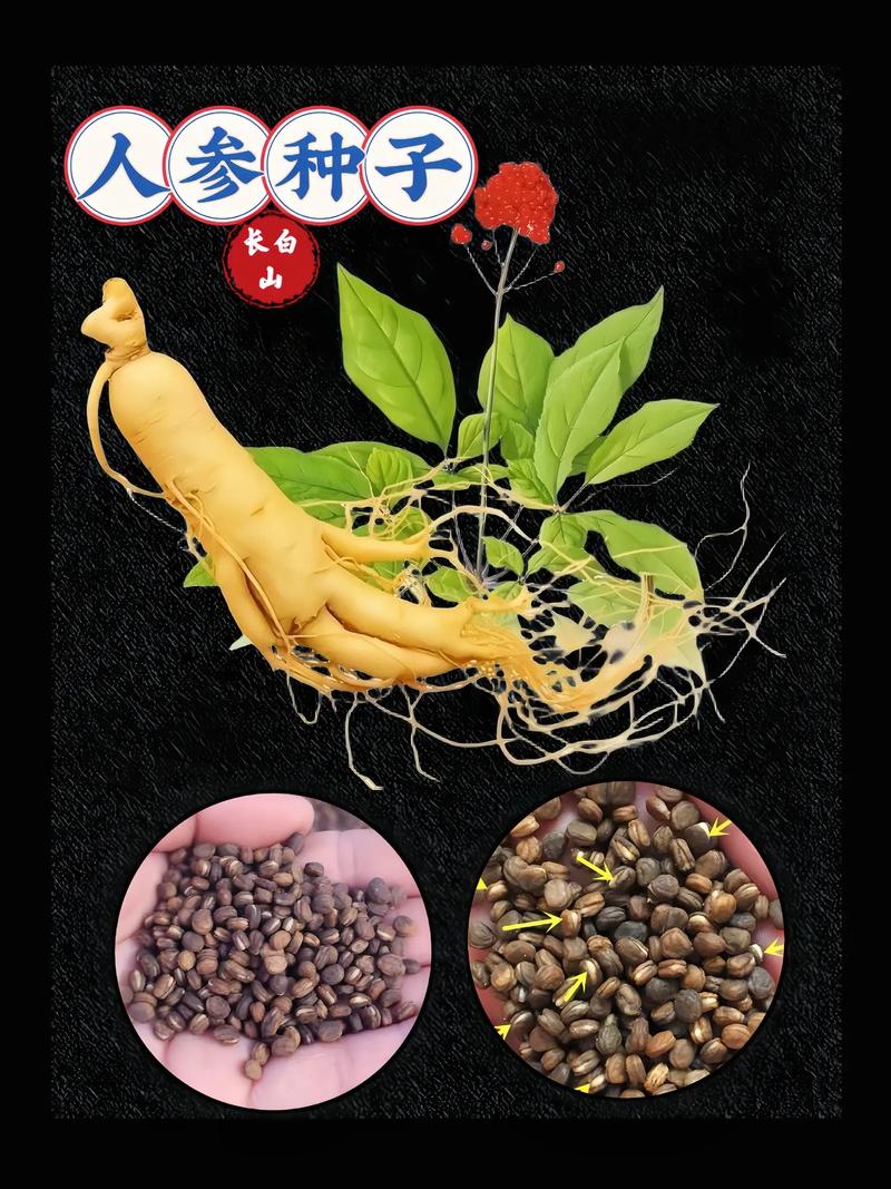 人参种子什么时候种?人参种子多少钱一斤1?-第8张图片-优品飞百科 人参种子什么时候种?人参种子多少钱一斤1?-第8张图片-优品飞百科