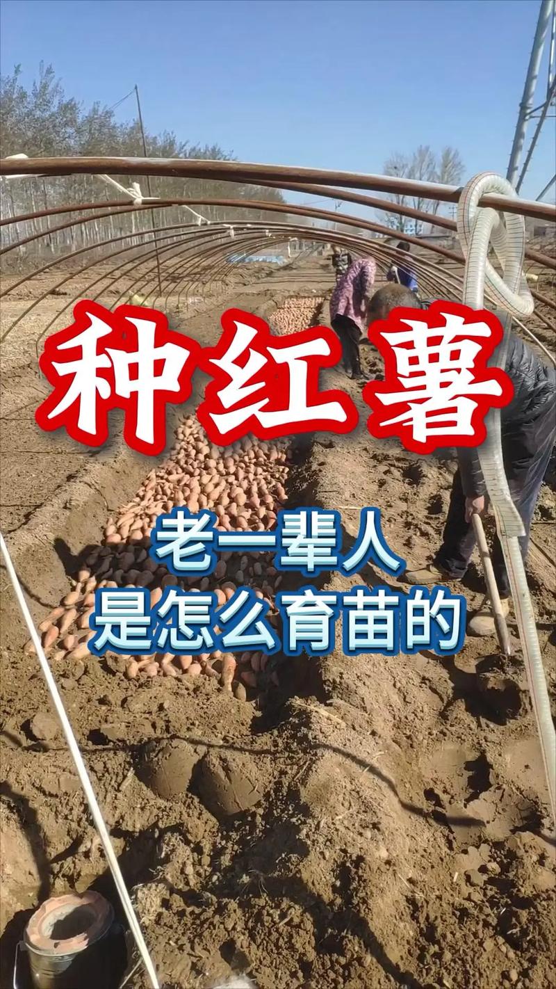 怎么育红薯苗？怎么育红薯苗视频？