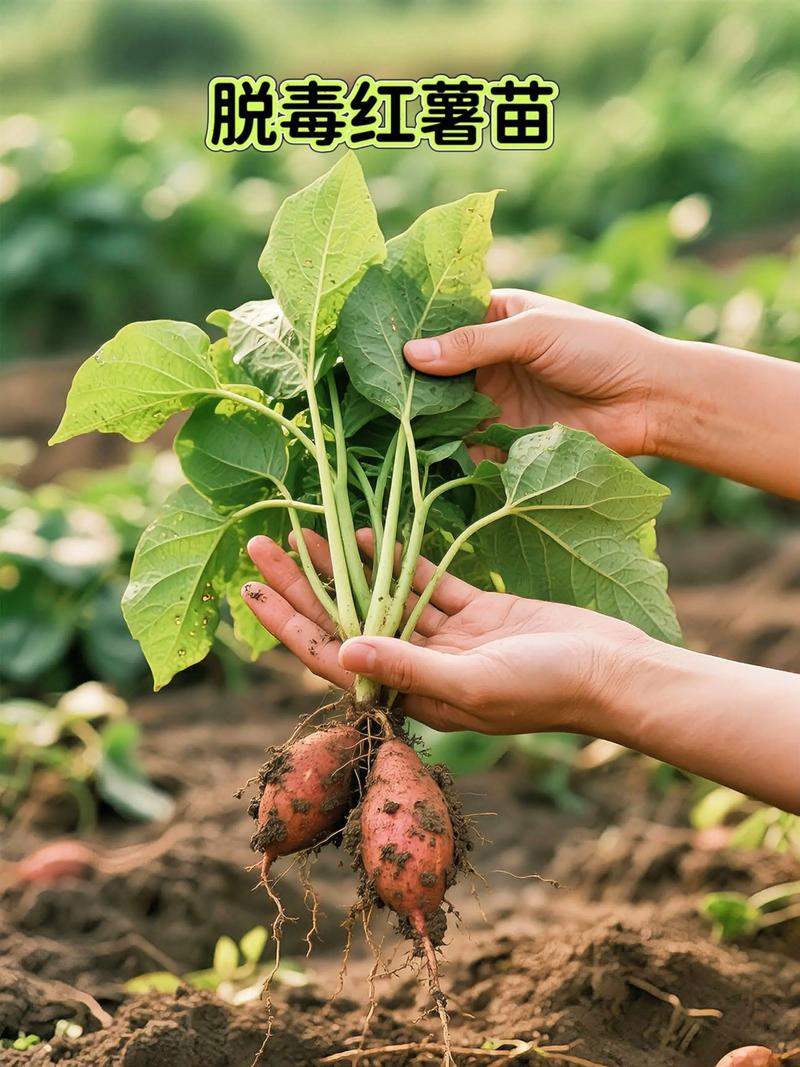 怎么育红薯苗？怎么育红薯苗视频？-第2张图片-优品飞百科