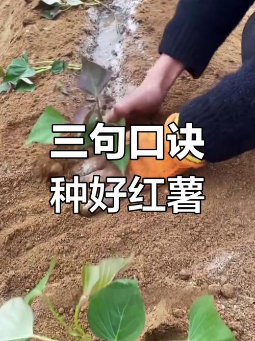 怎么育红薯苗？怎么育红薯苗视频？-第3张图片-优品飞百科