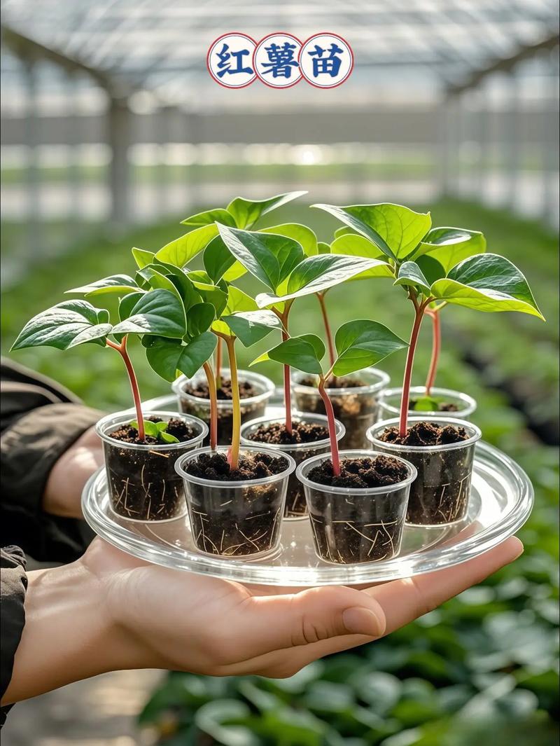 怎么育红薯苗？怎么育红薯苗视频？-第4张图片-优品飞百科