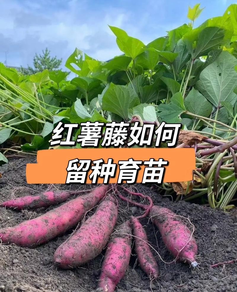 怎么育红薯苗？怎么育红薯苗视频？-第5张图片-优品飞百科