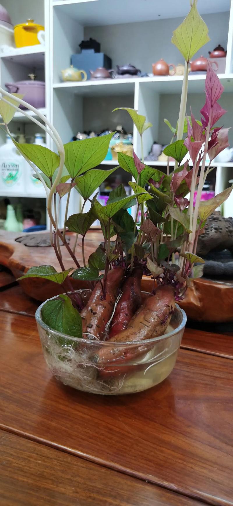 怎么育红薯苗？怎么育红薯苗视频？-第6张图片-优品飞百科