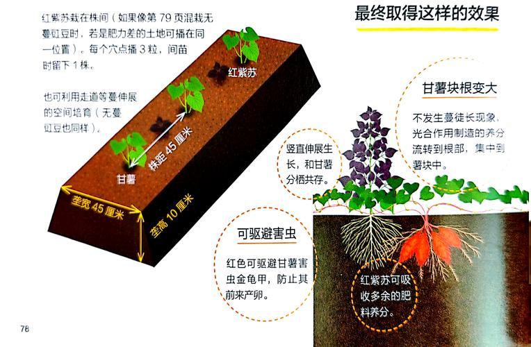 怎么育红薯苗？怎么育红薯苗视频？-第7张图片-优品飞百科