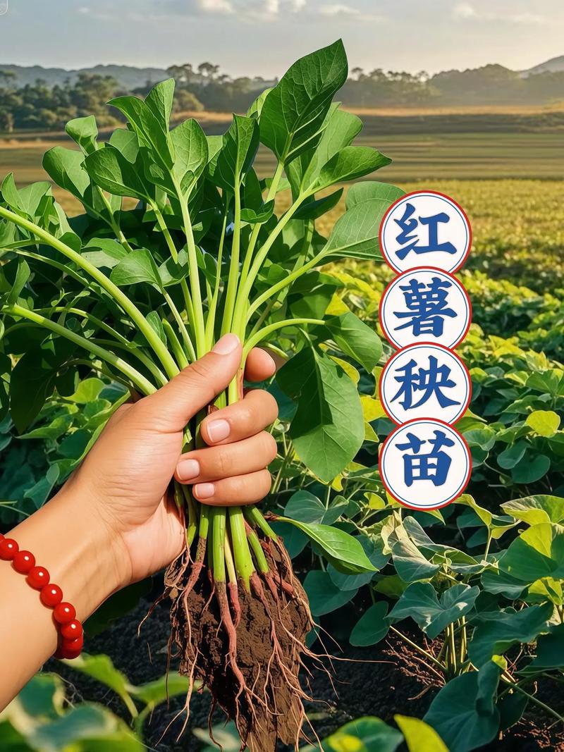 怎么育红薯苗？怎么育红薯苗视频？-第8张图片-优品飞百科