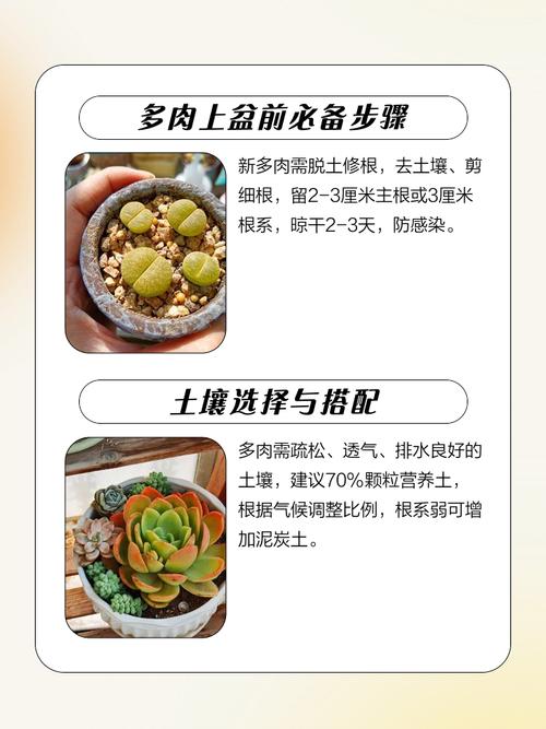 为了养多肉，我豁出去半条命，我养多肉的经历？