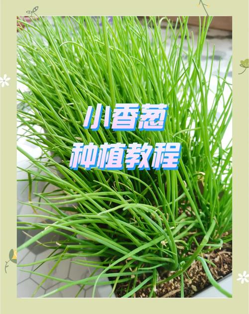 为了养多肉，我豁出去半条命，我养多肉的经历？-第2张图片-优品飞百科