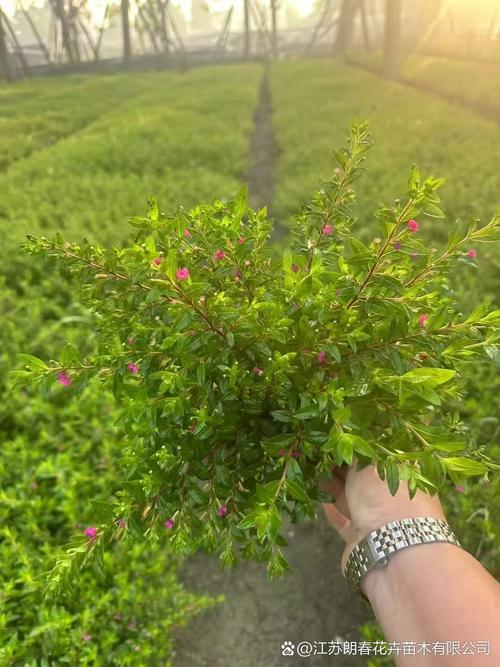 垂吊满天星花期有多长，花语和寓意是什么，兔子一个月大可以洗澡吗？