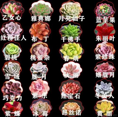 垂吊满天星花期有多长，花语和寓意是什么，兔子一个月大可以洗澡吗？-第3张图片-优品飞百科