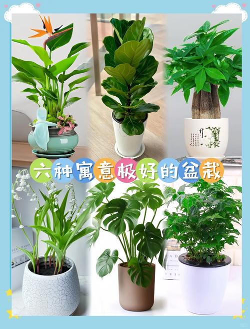 垂吊满天星花期有多长，花语和寓意是什么，兔子一个月大可以洗澡吗？-第4张图片-优品飞百科