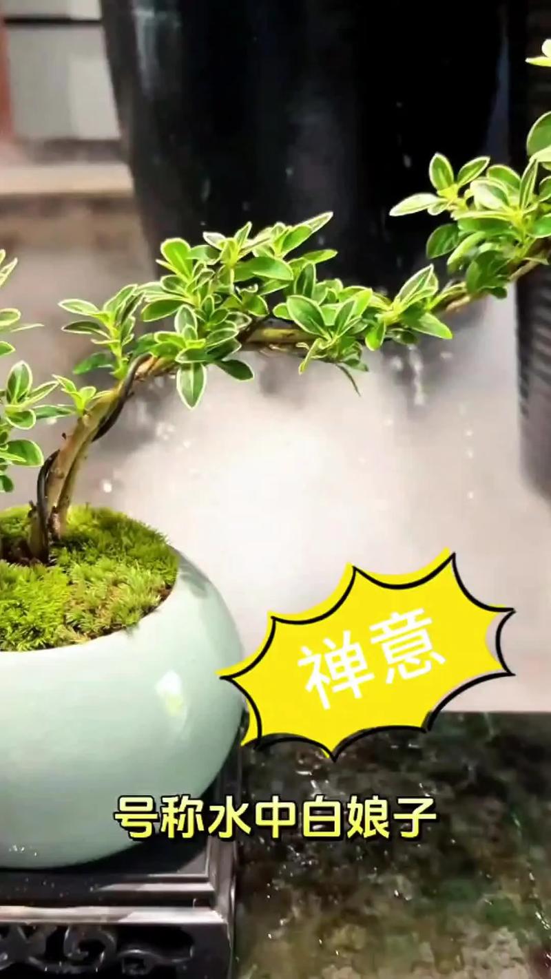 垂吊满天星花期有多长，花语和寓意是什么，兔子一个月大可以洗澡吗？-第5张图片-优品飞百科