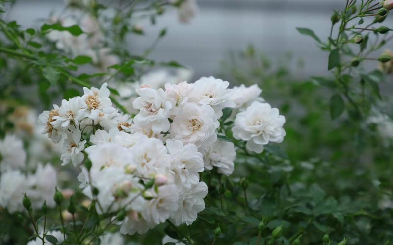 垂吊满天星花期有多长，花语和寓意是什么，兔子一个月大可以洗澡吗？-第6张图片-优品飞百科