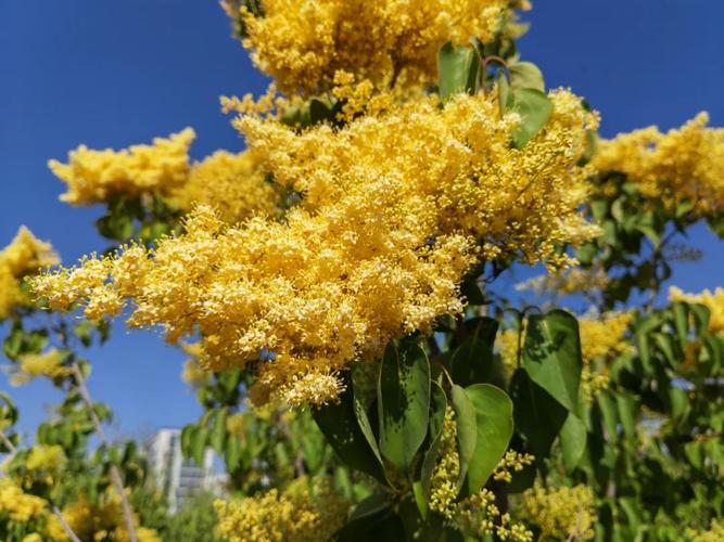 七台河适合养什么花，市花和市树是什么？七台河看花的地方？