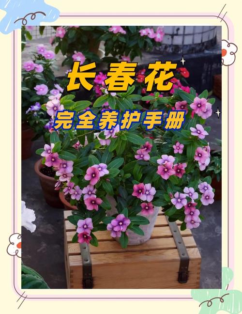 七台河适合养什么花，市花和市树是什么？七台河看花的地方？-第3张图片-优品飞百科