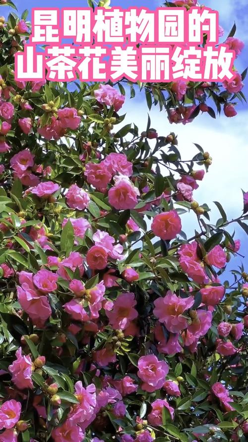 七台河适合养什么花，市花和市树是什么？七台河看花的地方？-第4张图片-优品飞百科