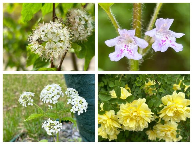 七台河适合养什么花，市花和市树是什么？七台河看花的地方？-第5张图片-优品飞百科