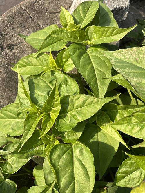 叶子黄了不要怕，继续看下去，教你几招拯救紫茉莉！，紫茉莉叶子发黄咋回事