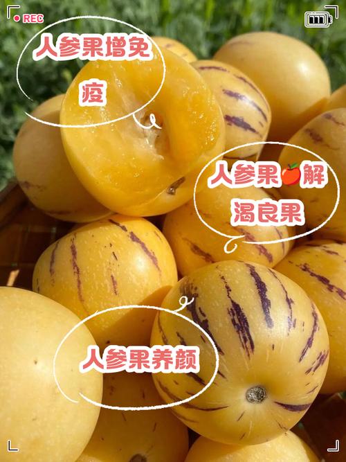 人参果吃多了会上火吗，一天比较多吃几个，人参果吃多了容易上火吗？-第6张图片-优品飞百科