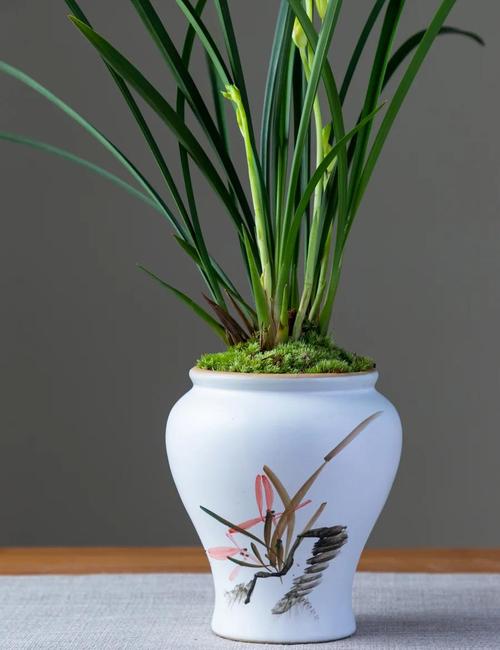 铁骨兰什么季节换盆，铁骨素兰花什么时间分盆