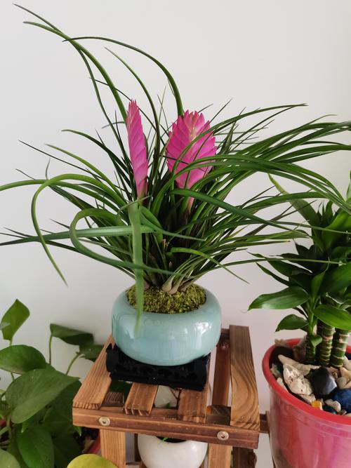 铁骨兰什么季节换盆，铁骨素兰花什么时间分盆-第2张图片-优品飞百科