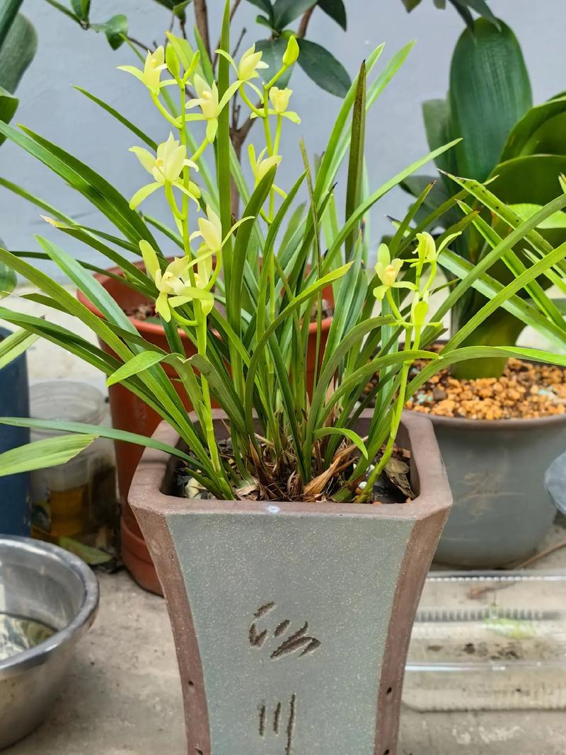 铁骨兰什么季节换盆，铁骨素兰花什么时间分盆-第3张图片-优品飞百科