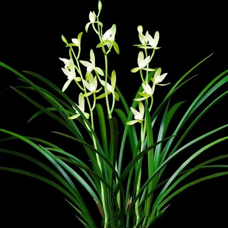 铁骨兰什么季节换盆，铁骨素兰花什么时间分盆-第4张图片-优品飞百科