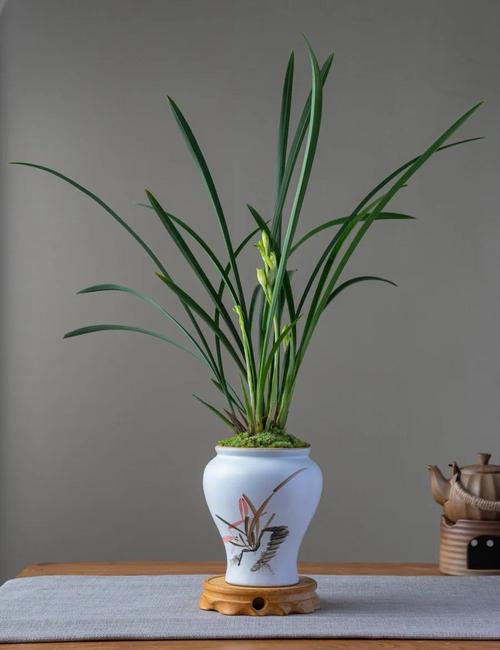 铁骨兰什么季节换盆，铁骨素兰花什么时间分盆-第5张图片-优品飞百科