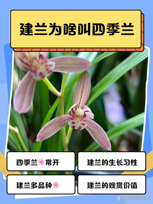 铁骨兰什么季节换盆，铁骨素兰花什么时间分盆-第6张图片-优品飞百科