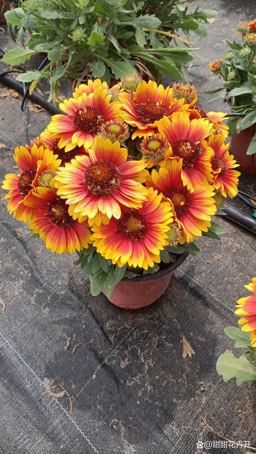 宿根天人菊如何栽培？宿根天人菊与天人菊的区别？