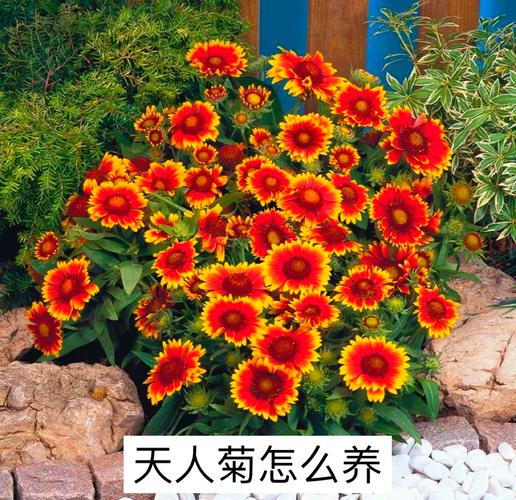 宿根天人菊如何栽培？宿根天人菊与天人菊的区别？-第2张图片-优品飞百科