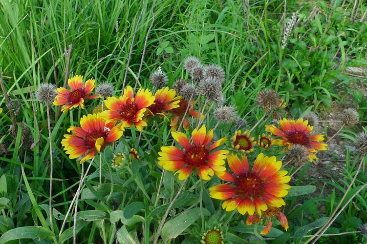 宿根天人菊如何栽培？宿根天人菊与天人菊的区别？-第4张图片-优品飞百科