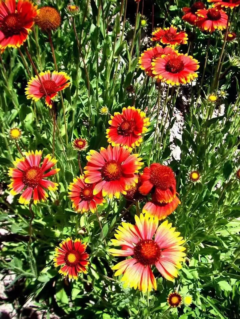 宿根天人菊如何栽培？宿根天人菊与天人菊的区别？-第5张图片-优品飞百科