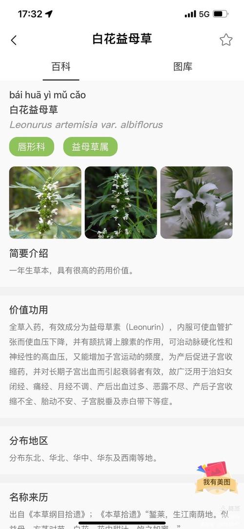 益母草的功效与作用?益母草的功效与作用及禁忌?-第1张图片-优品飞百科 益母草的功效与作用?益母草的功效与作用及禁忌?-第1张图片-优品飞百科